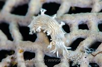 Nudi Feeds on Fan, Cuba