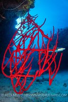 Red Rope Sponge With Shark, Cuba