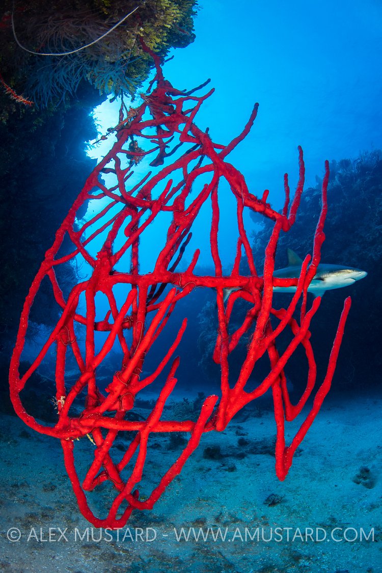 Red Rope Sponge With Shark, Cuba