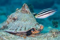 Parrotfish Grazing, Cuba