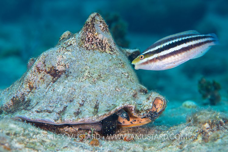 Parrotfish Grazing, Cuba