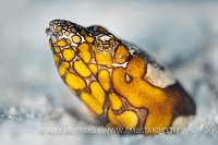 Snake Eel Portrait, Maldives