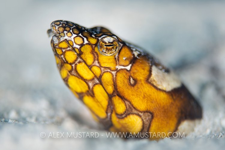Snake Eel Portrait, Maldives