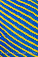 Emperors Stripes, Maldives