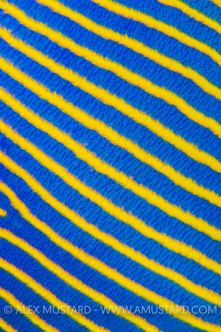 Emperors Stripes, Maldives