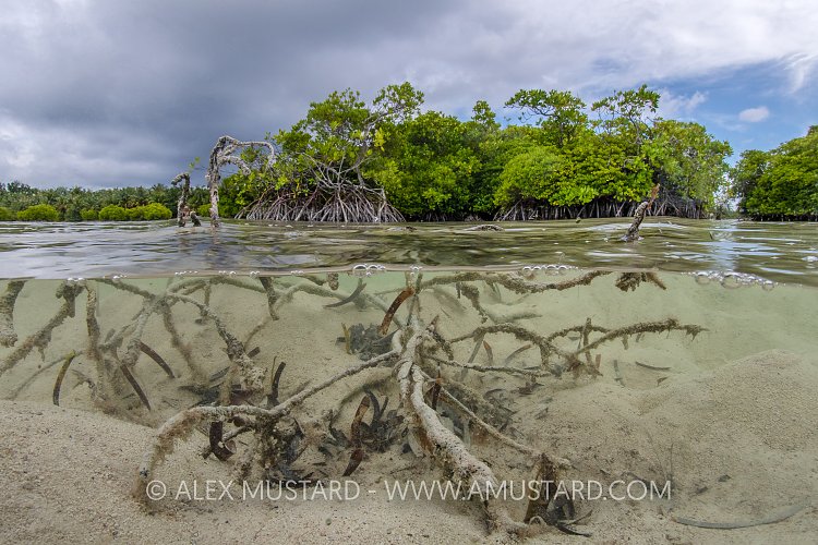 Mangrove Swamp, Maldives
