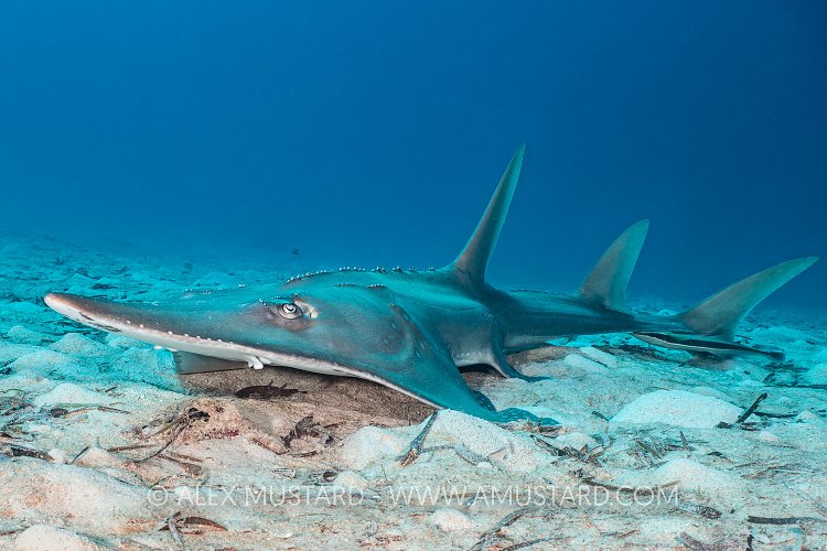 Guitarfish, Maldives