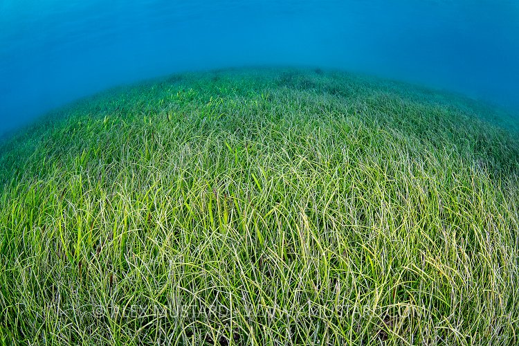 Seagrass Meadow, Maldives