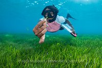 Seagrass Flower, Maldives