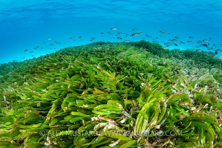 Seagrass Meadow, Maldives