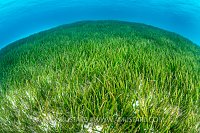 Seagrass Meadow, Maldives