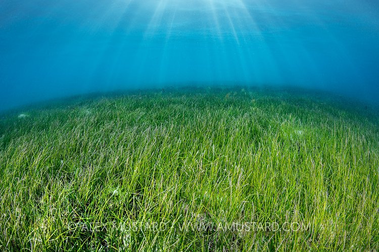 Seagrass Meadow, Maldives