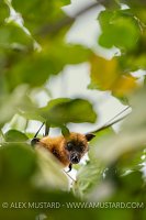 Fruit Bat In Tree, Maldives