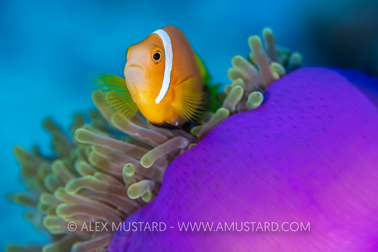 Maldives Anemonefish Portrait, Maldives