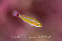 Undescribed Trimma, Maldives