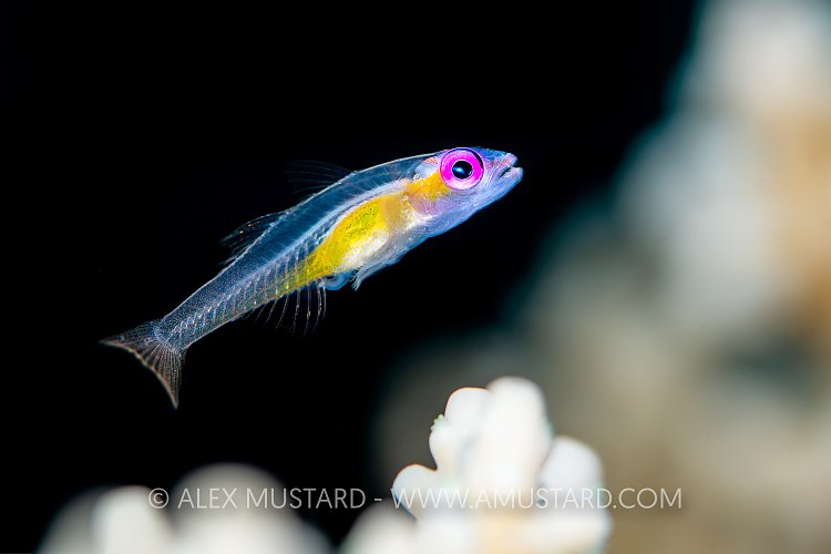 Pink Eye Goby, Maldives