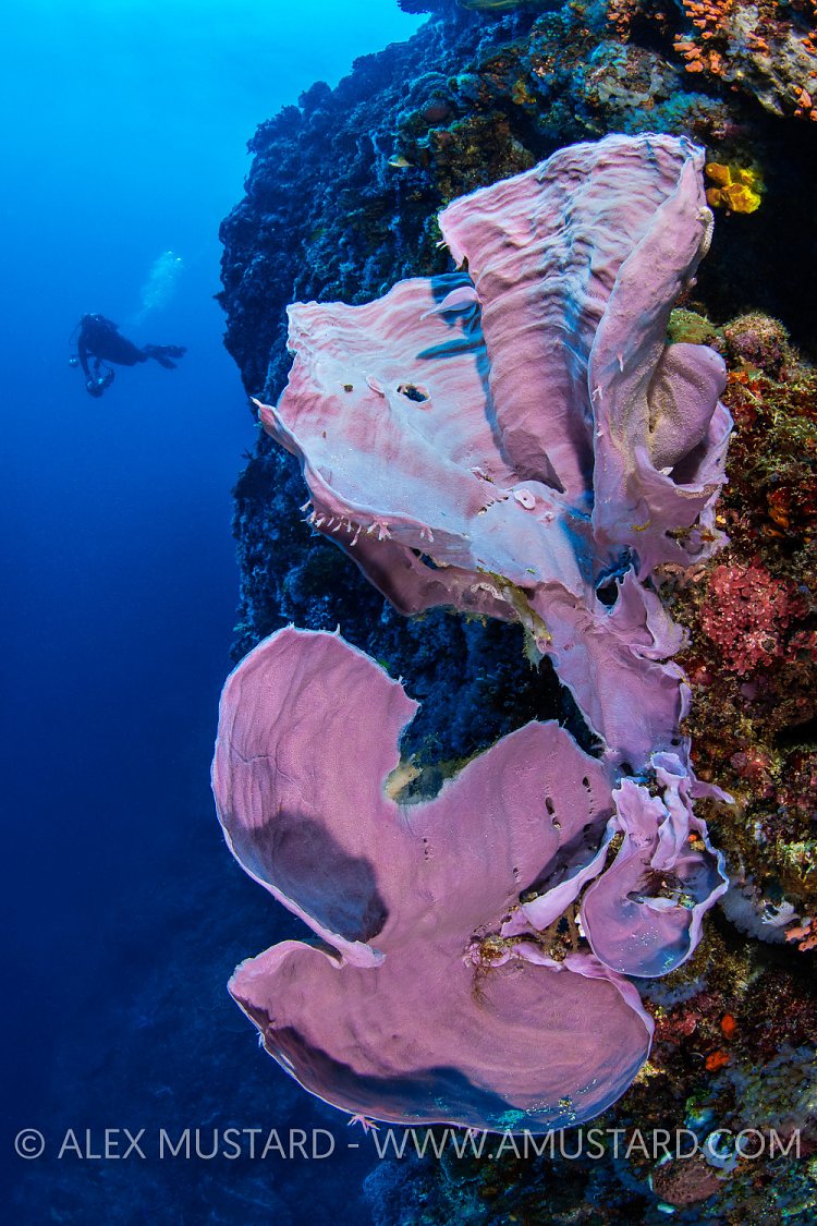 Pink Sponges, Philippines.