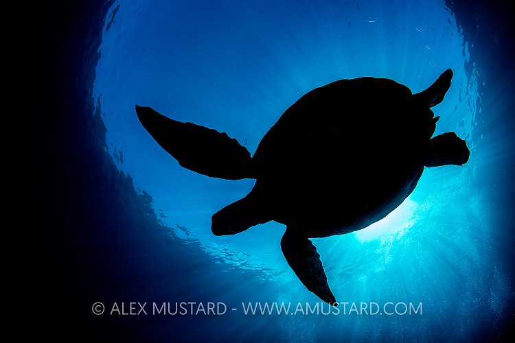 Turtle Silhouette, Indonesia