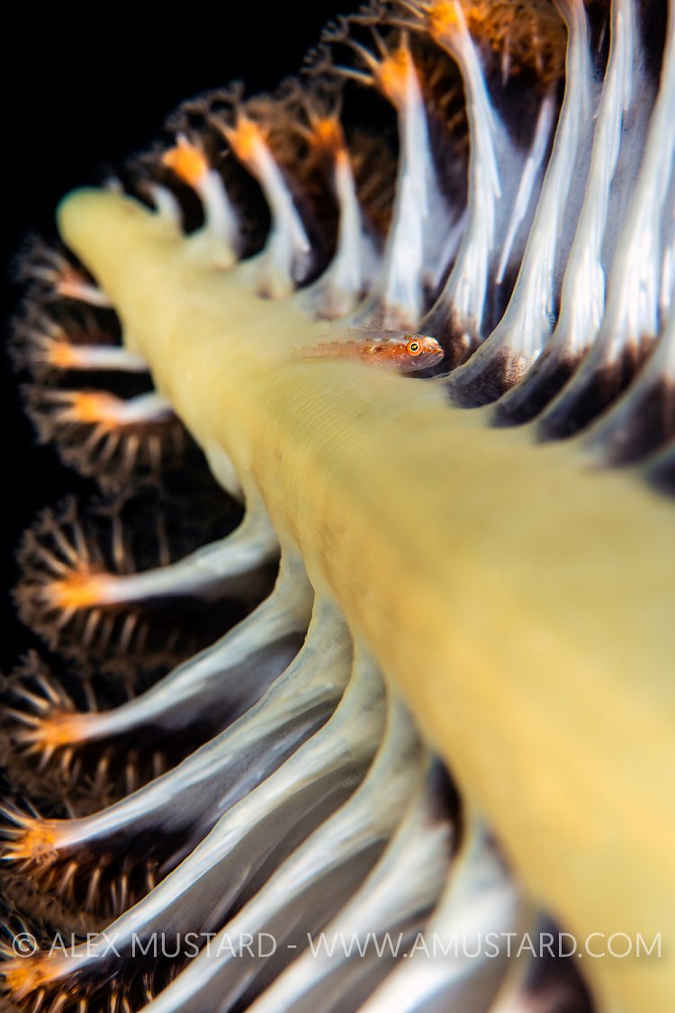 Goby On Seapen, Indonesia