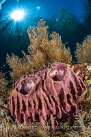 Sponges In Shallows, Indonesia