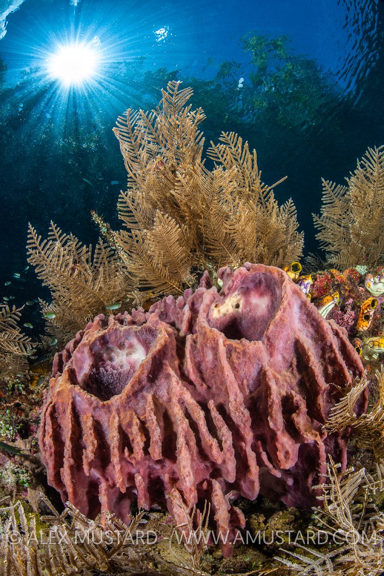 Sponges In Shallows, Indonesia