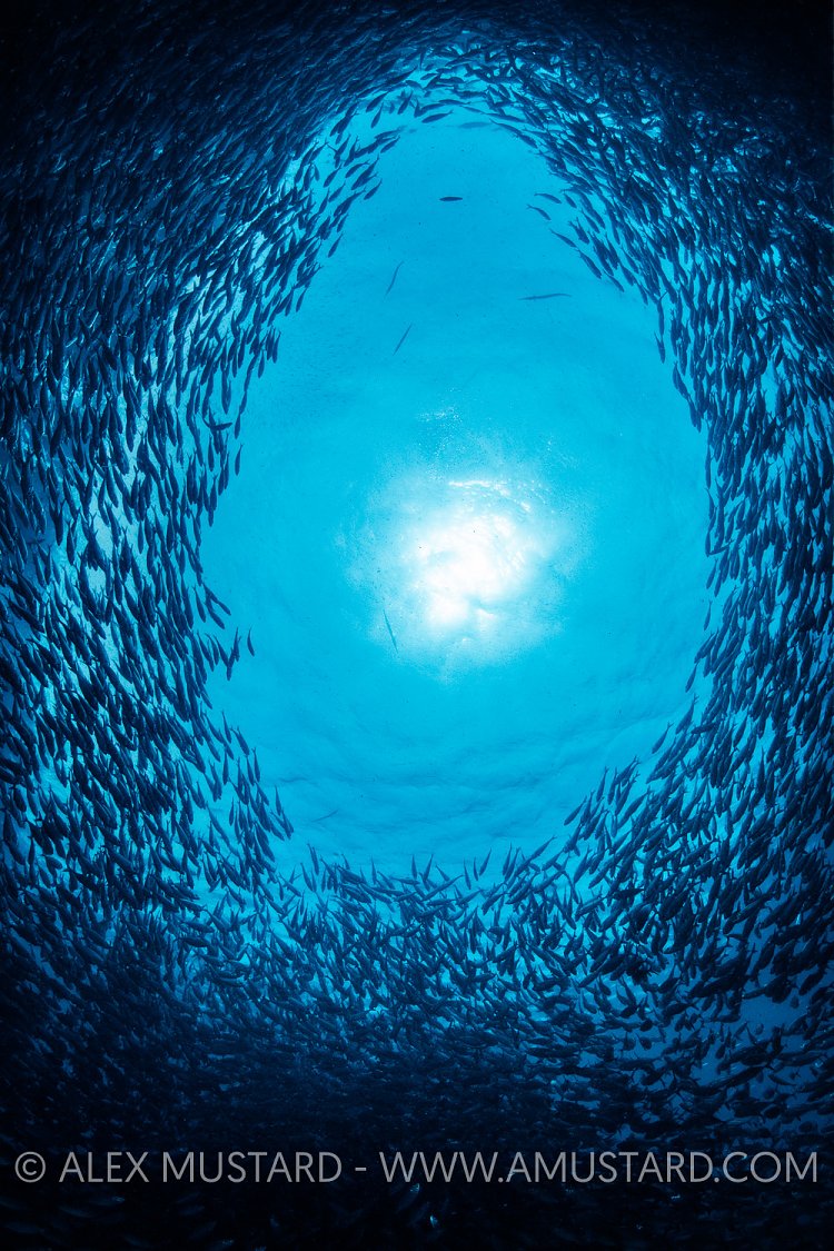 Fish And Sun, Indonesia