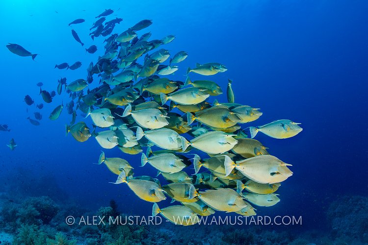 Unicornfish School, Egypt