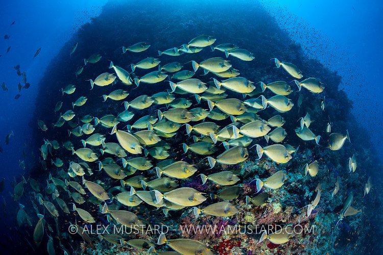 Unicornfish School, Egypt