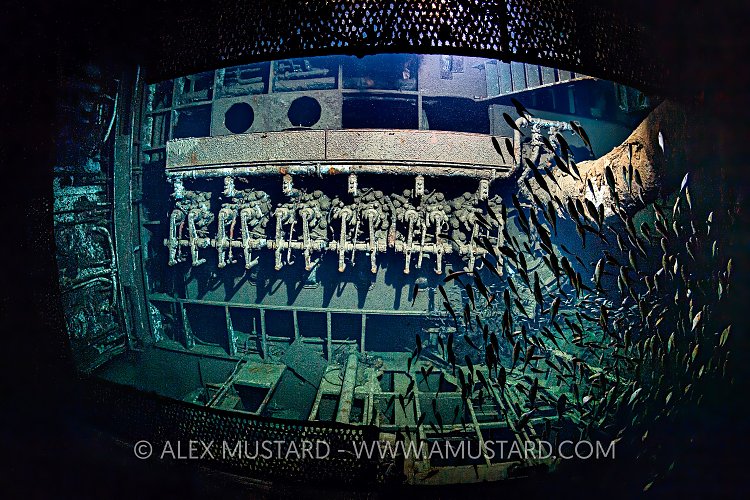 Giannis D Engine, Egypt