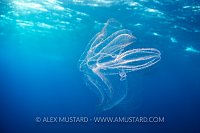 Comb Jelly, Egypt