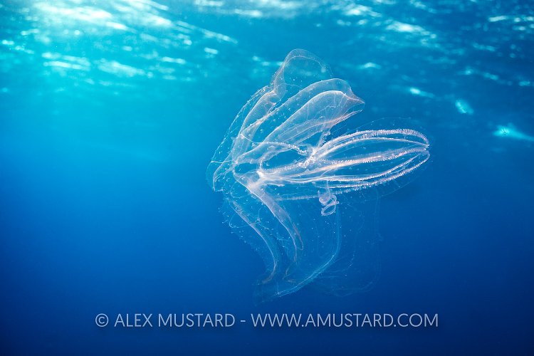 Comb Jelly, Egypt