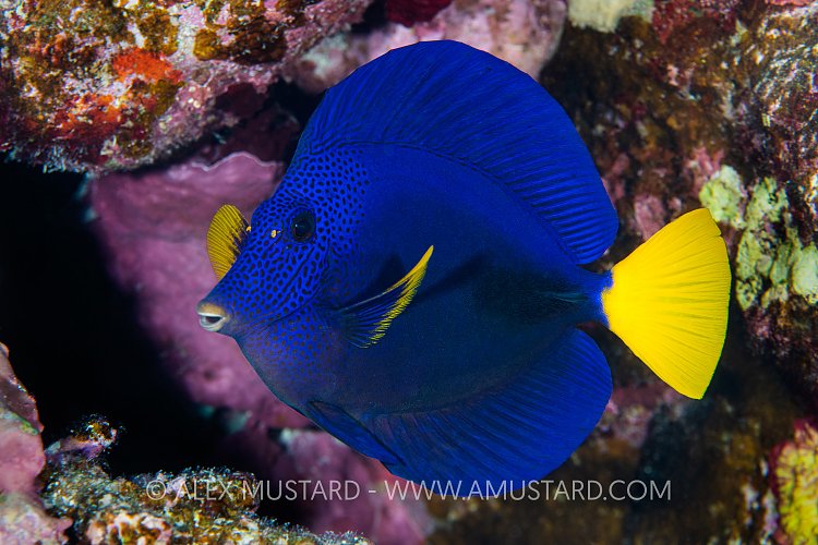 Yellowtail Tang, Egypt