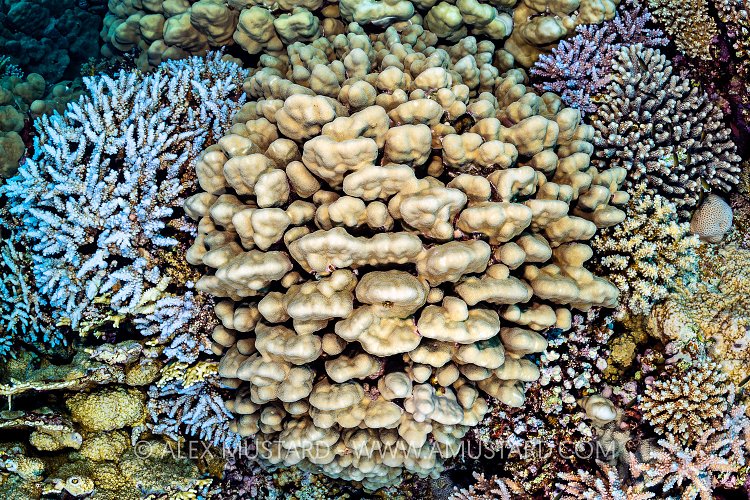 Coral Garden, Egypt