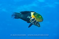 Spawning Wrasse. Egypt