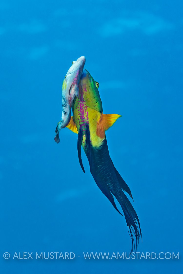 Spawning Wrasse. Egypt