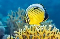 Butterflyfish Over Reef, Egypt