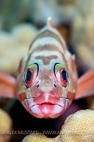 Blacktip Grouper, Egypt