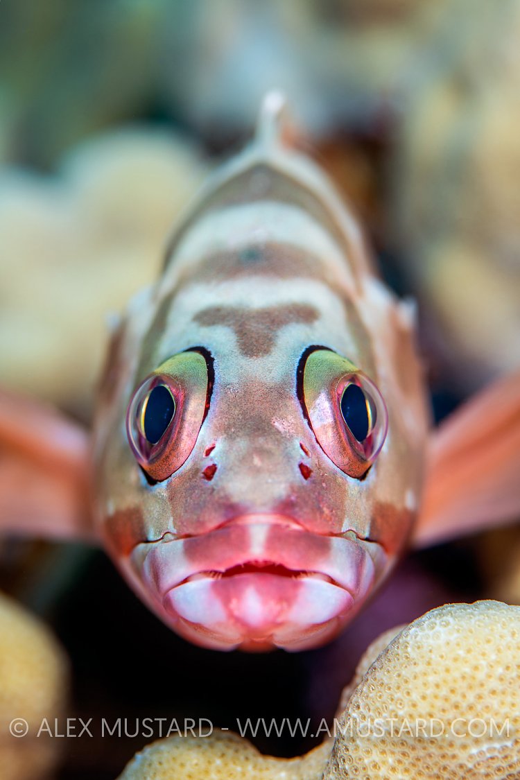 Blacktip Grouper, Egypt