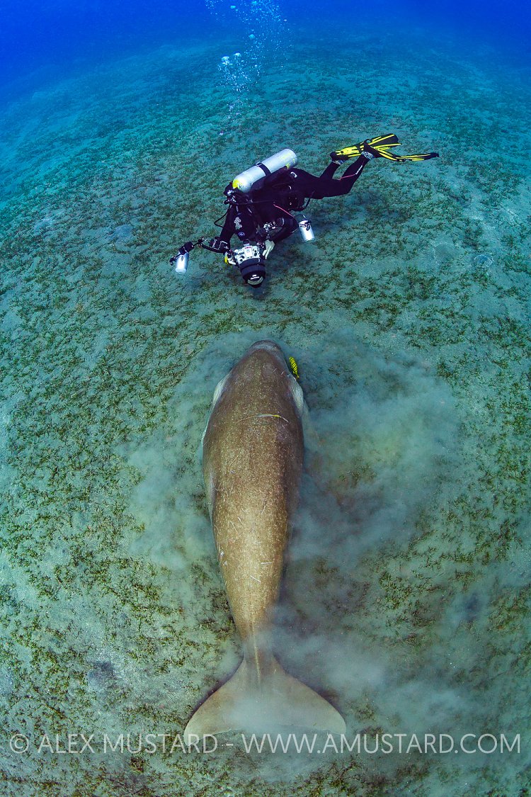 Dugong Feeding, Egypt