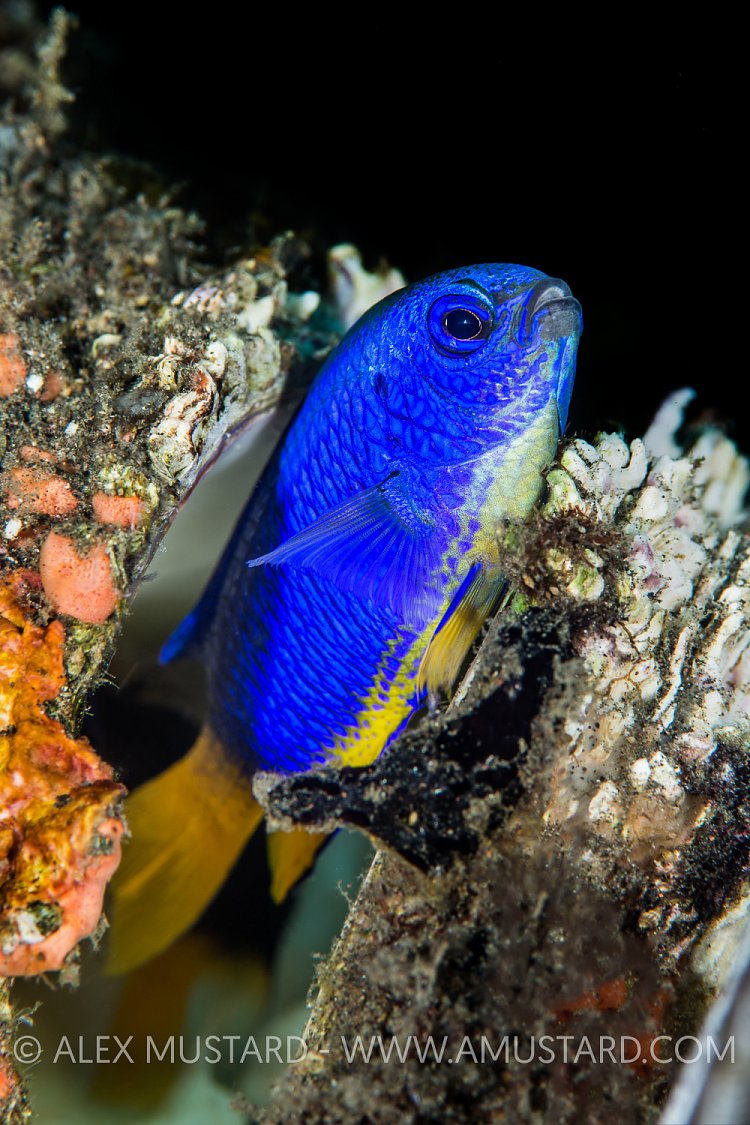 Nesting Damselfish, Indonesia