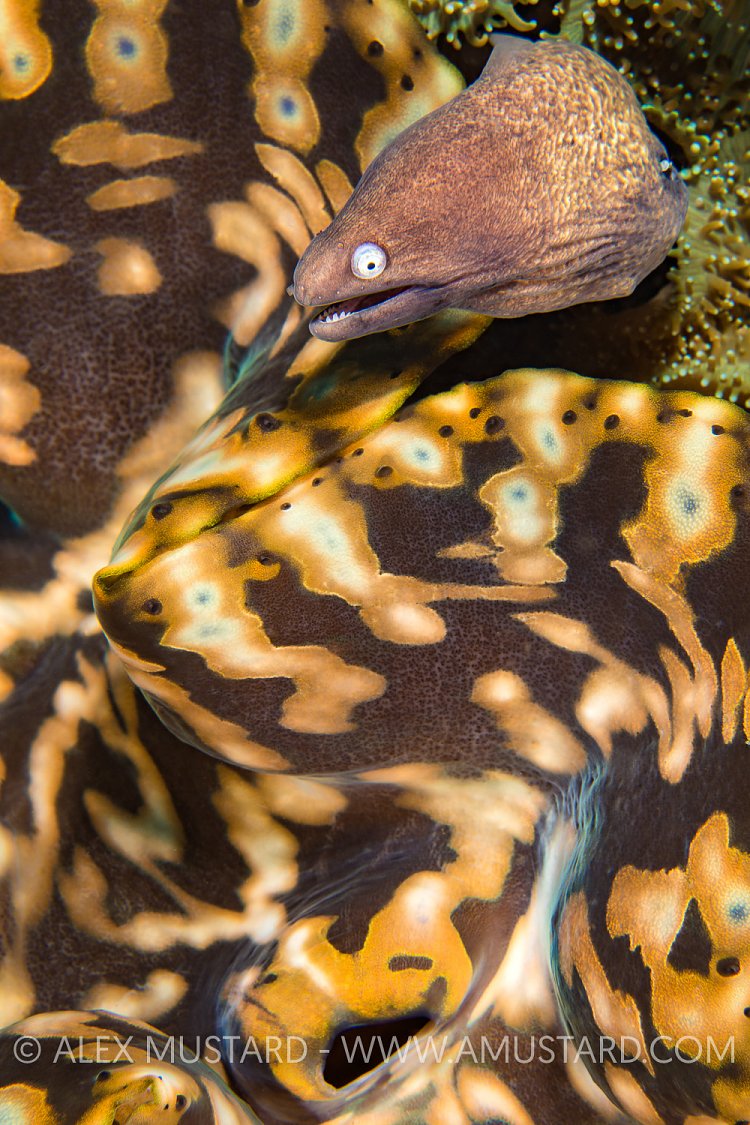 Moray Eel And Clam, Indonesia