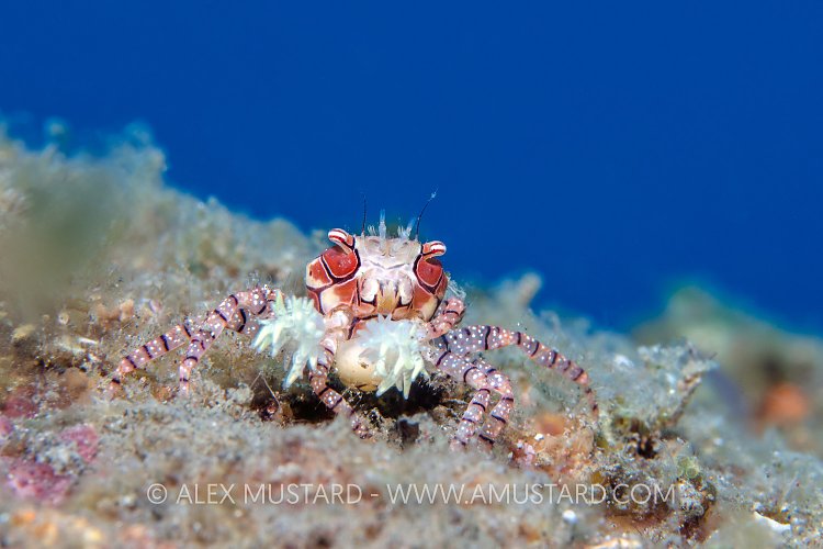 Boxer Crab, Indonesia