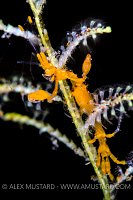 Golden Skeleton Shrimp, Indonesia