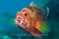Grouper Portrait, Indonesia