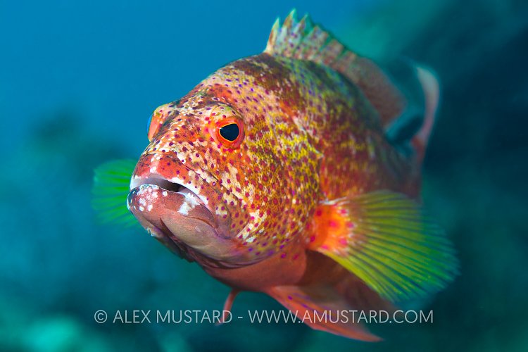 Grouper Portrait, Indonesia