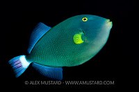 Triggerfish Portrait, Indonesia