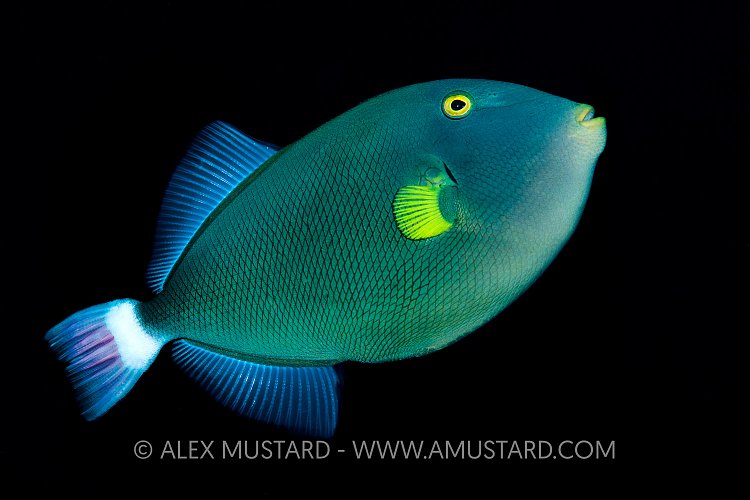 Triggerfish Portrait, Indonesia