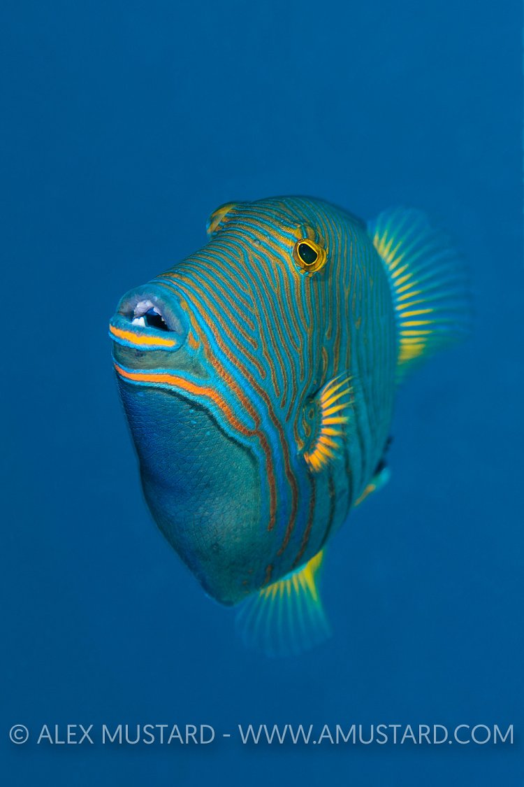 Triggerfish Portrait, Indonesia