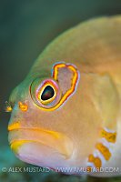 Hawkfish Portrait, Indonesia