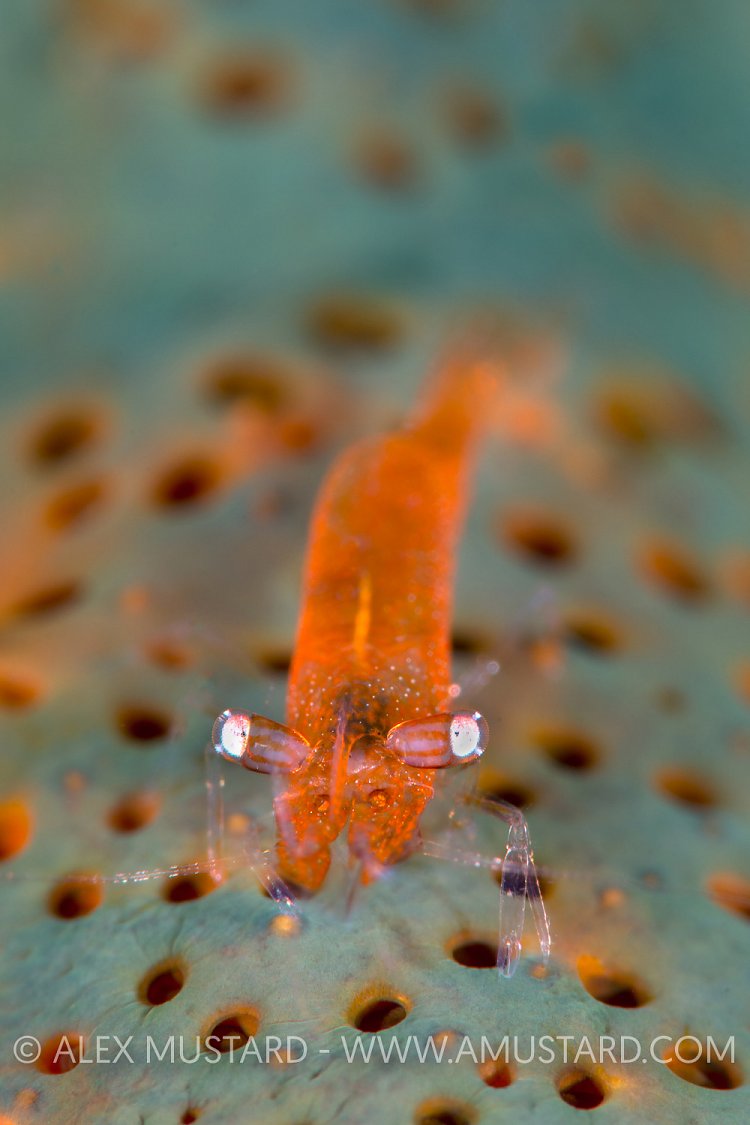 Starfish Shrimp, Indonesia